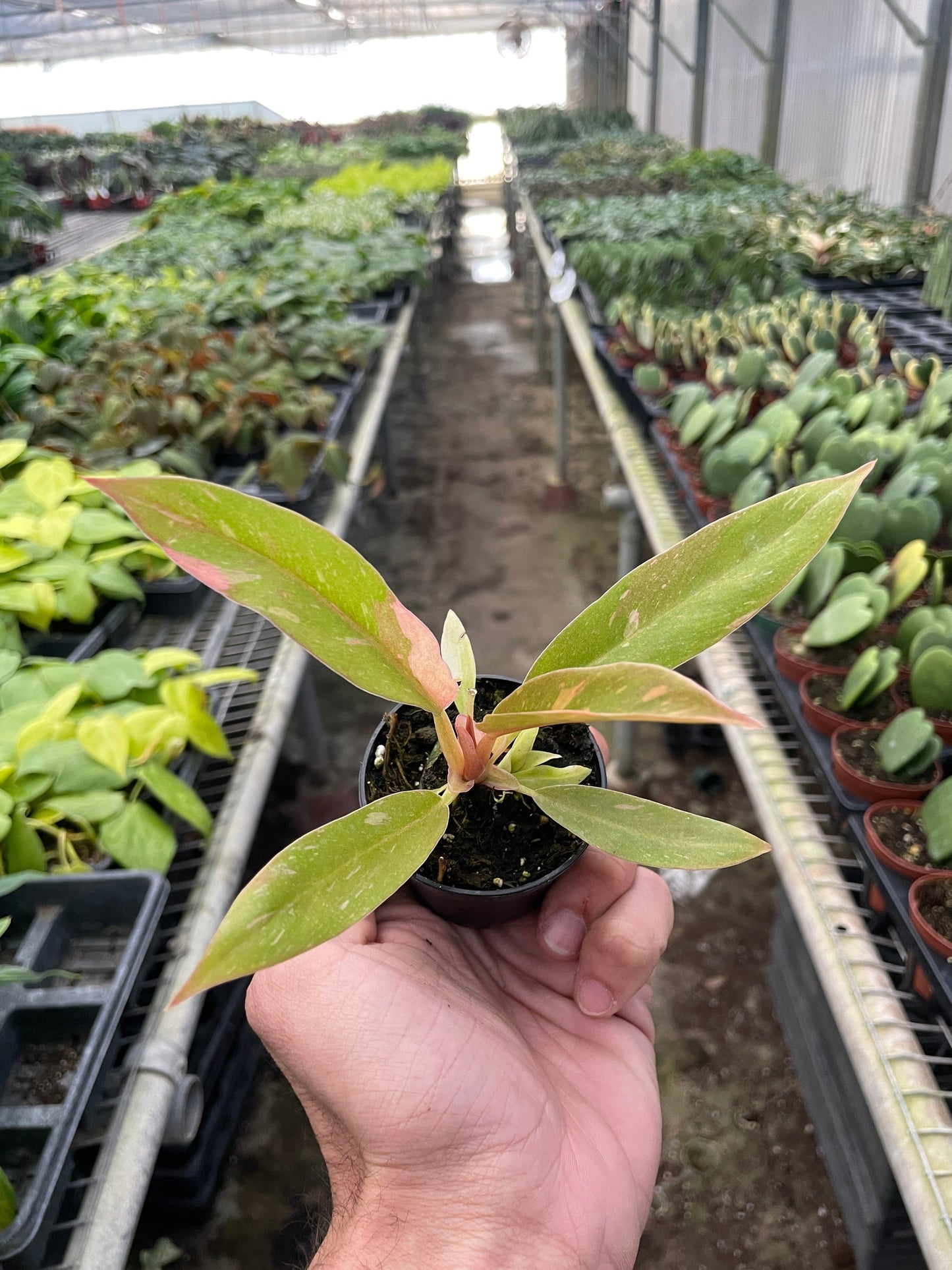 Philodendron 'Variegated Ring of Fire' - Fiery Foliage Frenzy: Rare Hybrid Houseplant with Stunning Multi-Colored Leaves