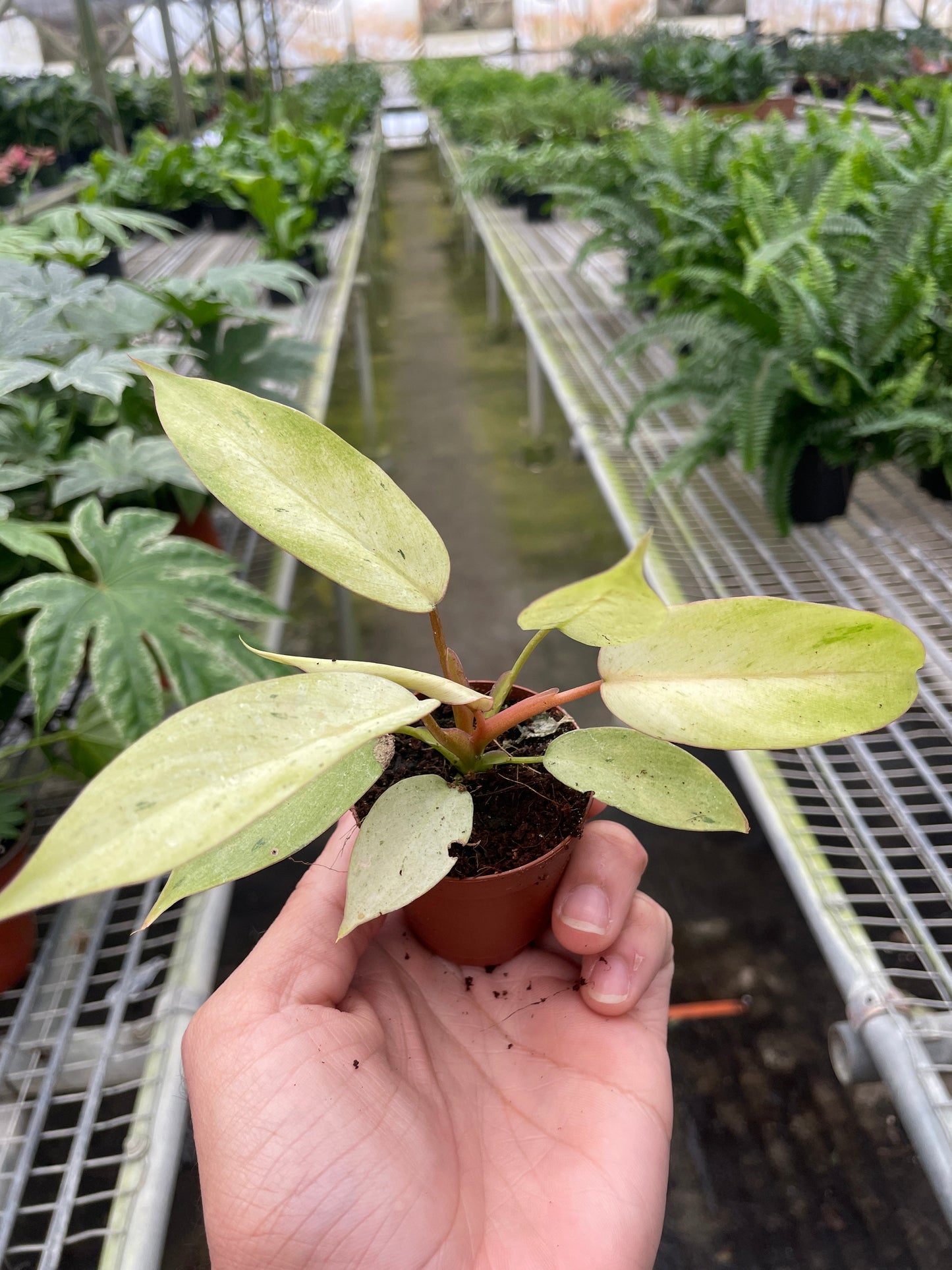 Philodendron 'Snowdrift' - Winter Wonderland: Speckled Foliage Houseplant