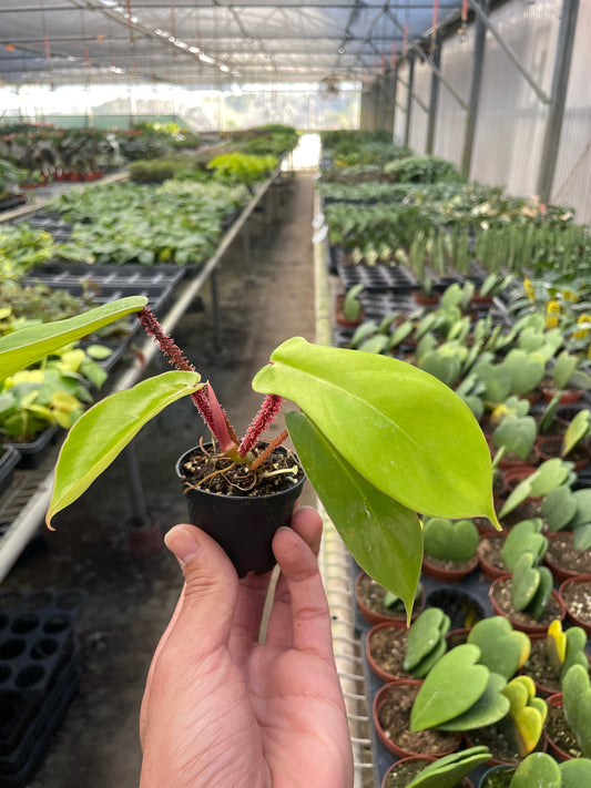 Philodendron 'Squamiferum' - The Furry Leaf Wonder: Unique Red Bristle Philodendron, Easy-to-Grow Houseplant