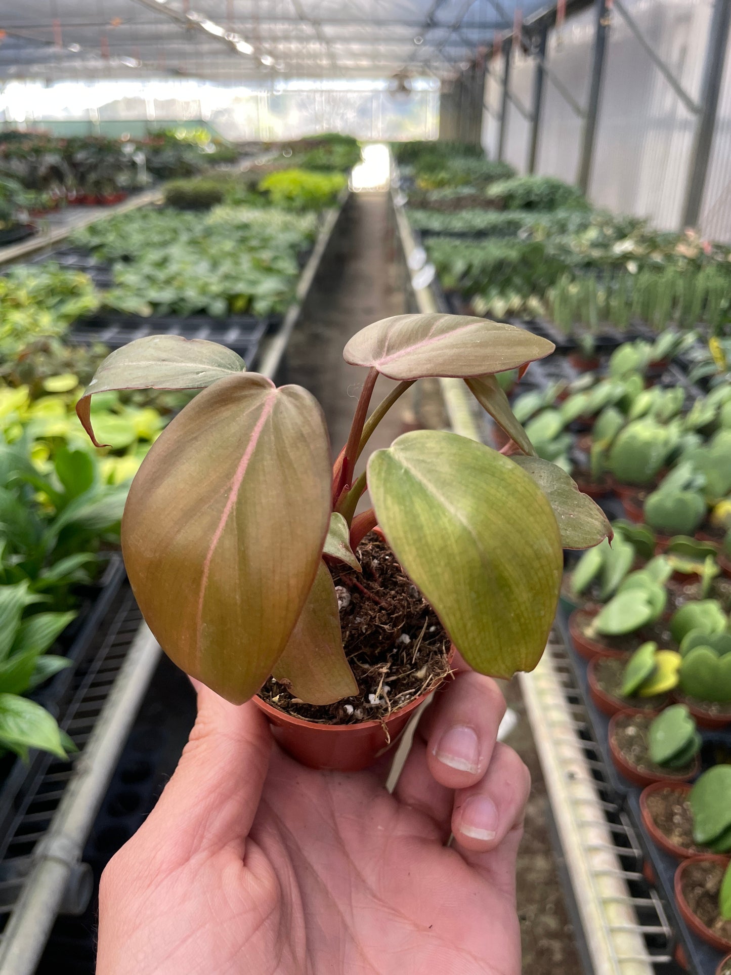 Philodendron 'Summer Glory' - Sunset Hearts: Enchanting Houseplant with Reddish Bronze Foliage