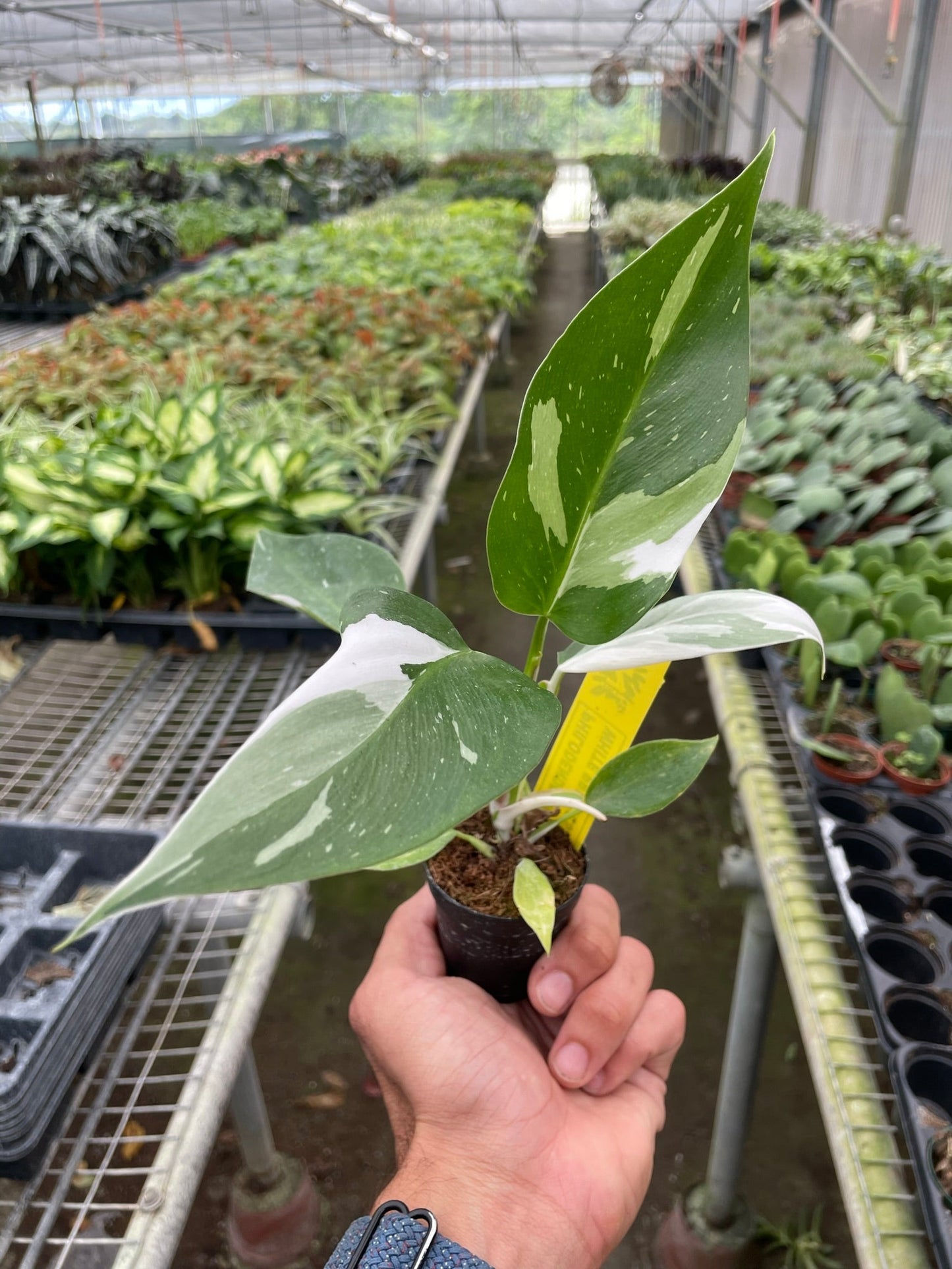 Philodendron 'White Princess' - Regal Splendor: Striking Indoor Houseplant with White Variegation