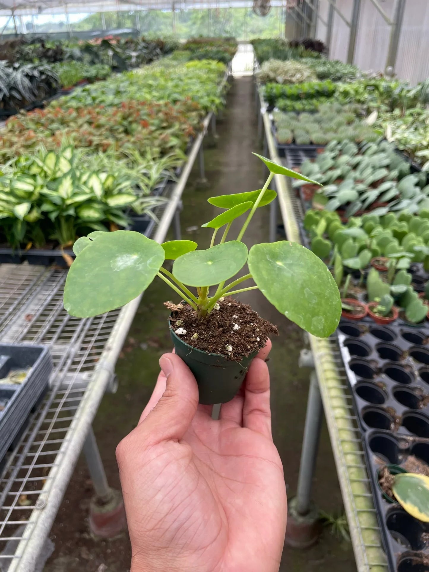 Pilea Peperomioides 'Chinese Money' - Fortune Cookie Flora: Easy-Care, Air-Purifying Houseplant