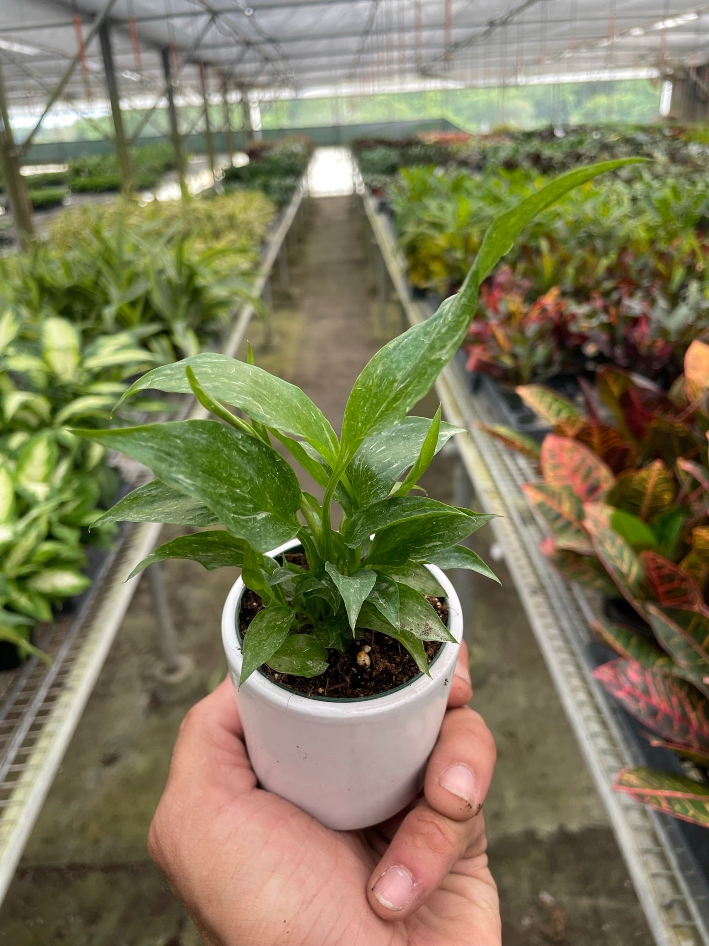 Variegated Spathiphyllum 'Domino' - Domino Dazzler: Elegance with Air-Purifying Charm