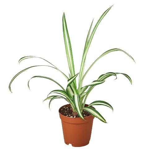 Spider Plant Reverse - Creepy Crawly Chic: Air-Purifying, Easy-Care Houseplant