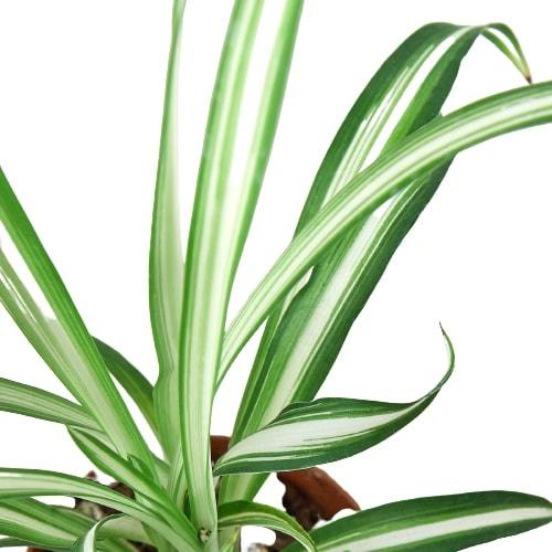 Spider Plant Reverse - Creepy Crawly Chic: Air-Purifying, Easy-Care Houseplant