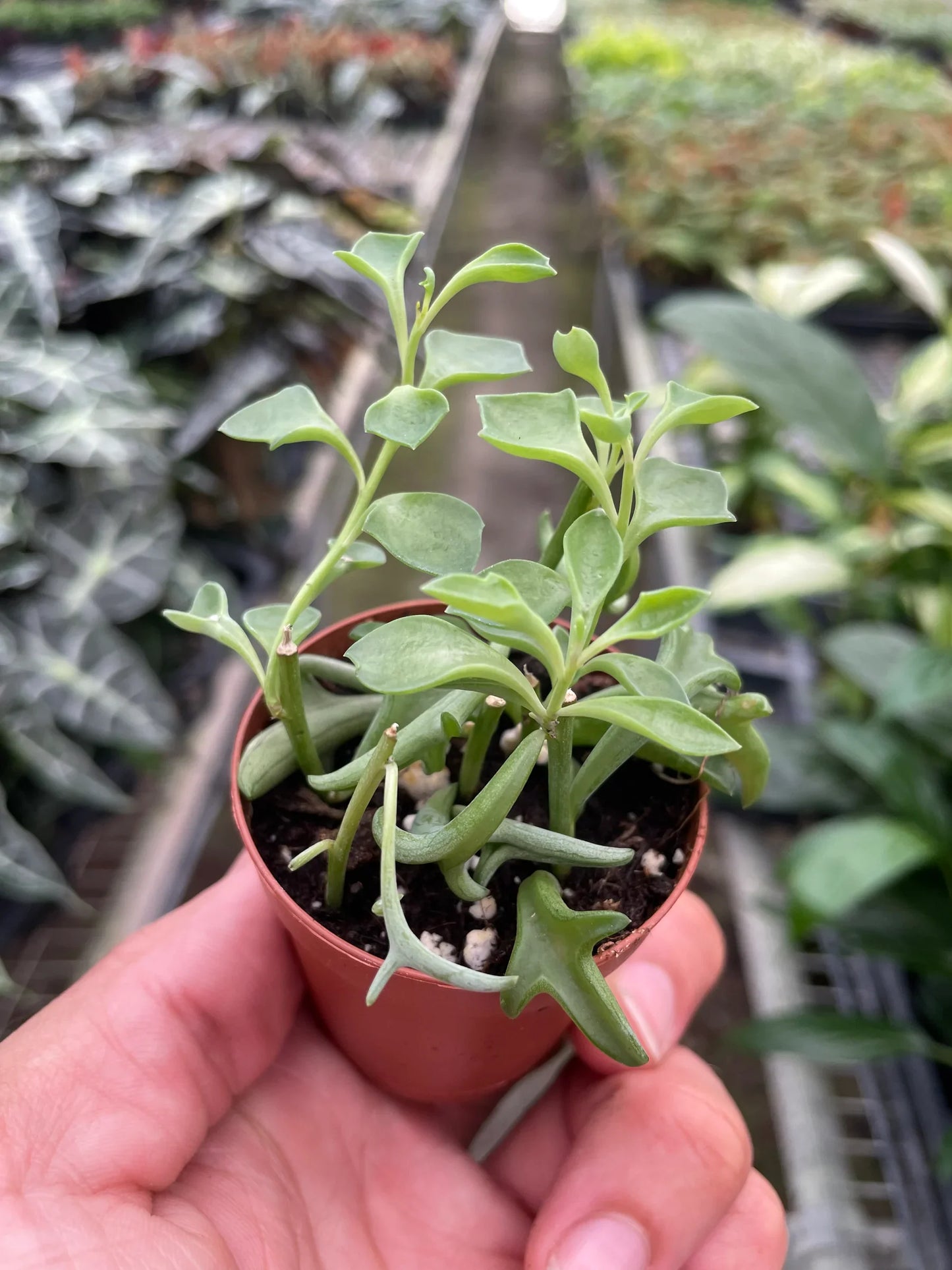 Succulent 'String of Dolphins' - Flipper’s Trails: Unique Trailing Succulent Houseplant
