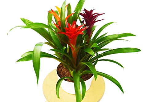 Bromeliad Guzmania 'Combo' - 8" Pot - Rainbow Party: Vibrant, Easy-Care Houseplant