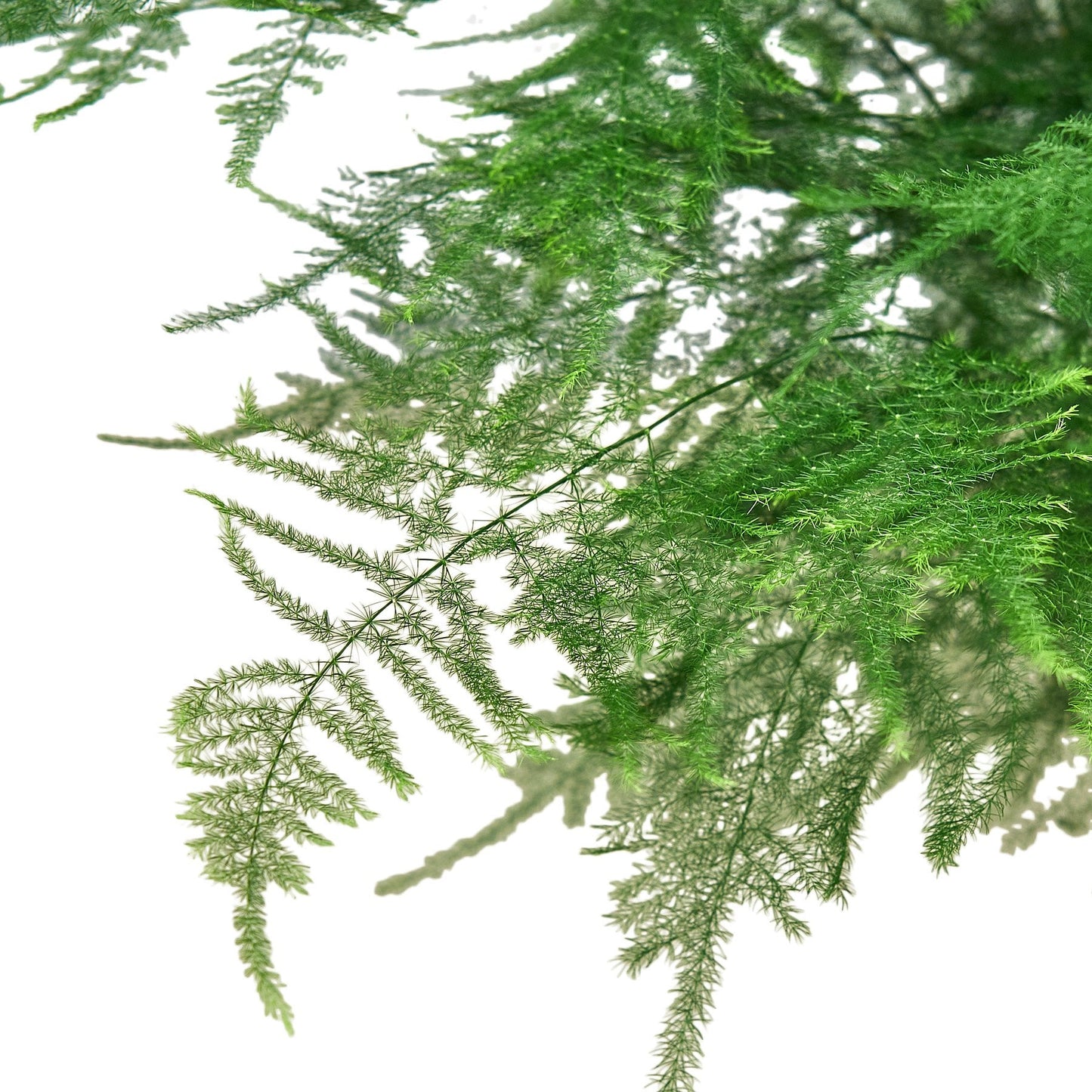 Fern ‘Asparagus’ - The Fuzzy Fern That Isn't: Elegant Indoor Plant with Lush, Frilly Foliage