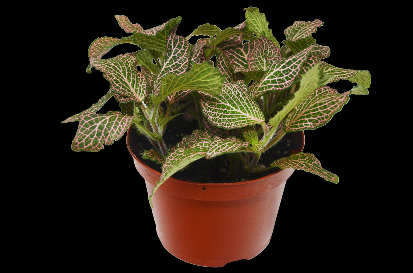 Fittonia 'Pink' - Pretty in Pink: Vibrant Nerve Plant with Delicate Veining