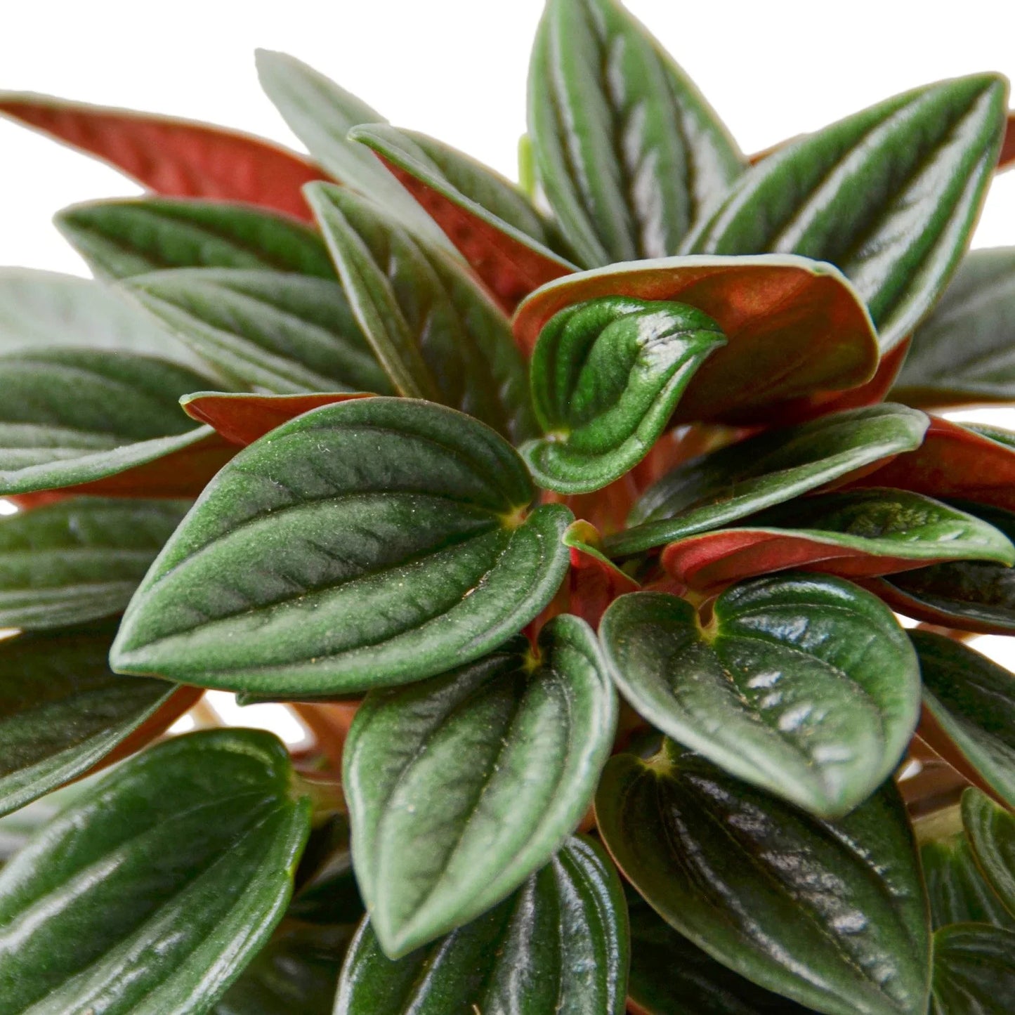 Peperomia Rosso - The Red Revolution: Stunning Houseplant with Glossy Green and Red Leaves