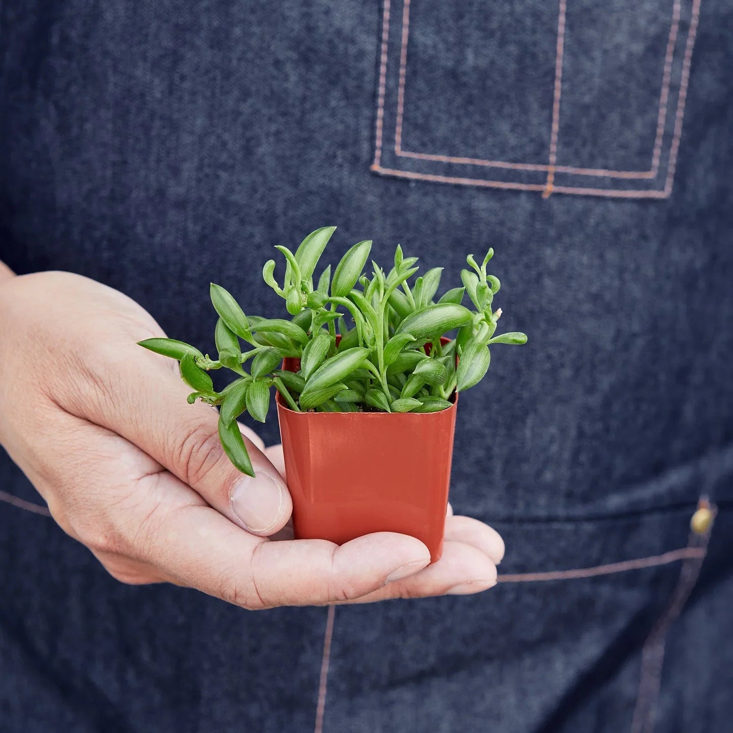 Succulent 'String of Bananas' - Banana Vines on Cloud Nine: 4" Pot Trailing Indoor/Outdoor Houseplant