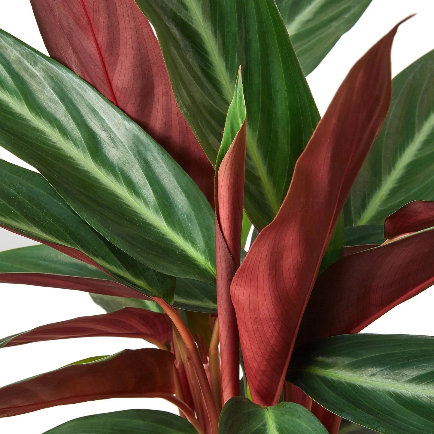 Stromanthe Sanguinea - Tropical Thunderstruck: Vibrantly Variegated Indoor Plant