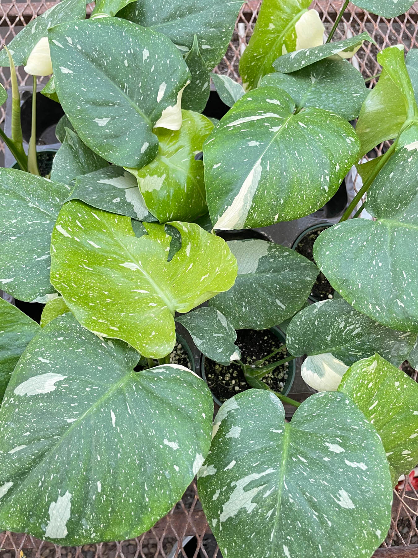 Monstera 'Thai Constellation' - Starry Night Delight: Rare Variegated Houseplant