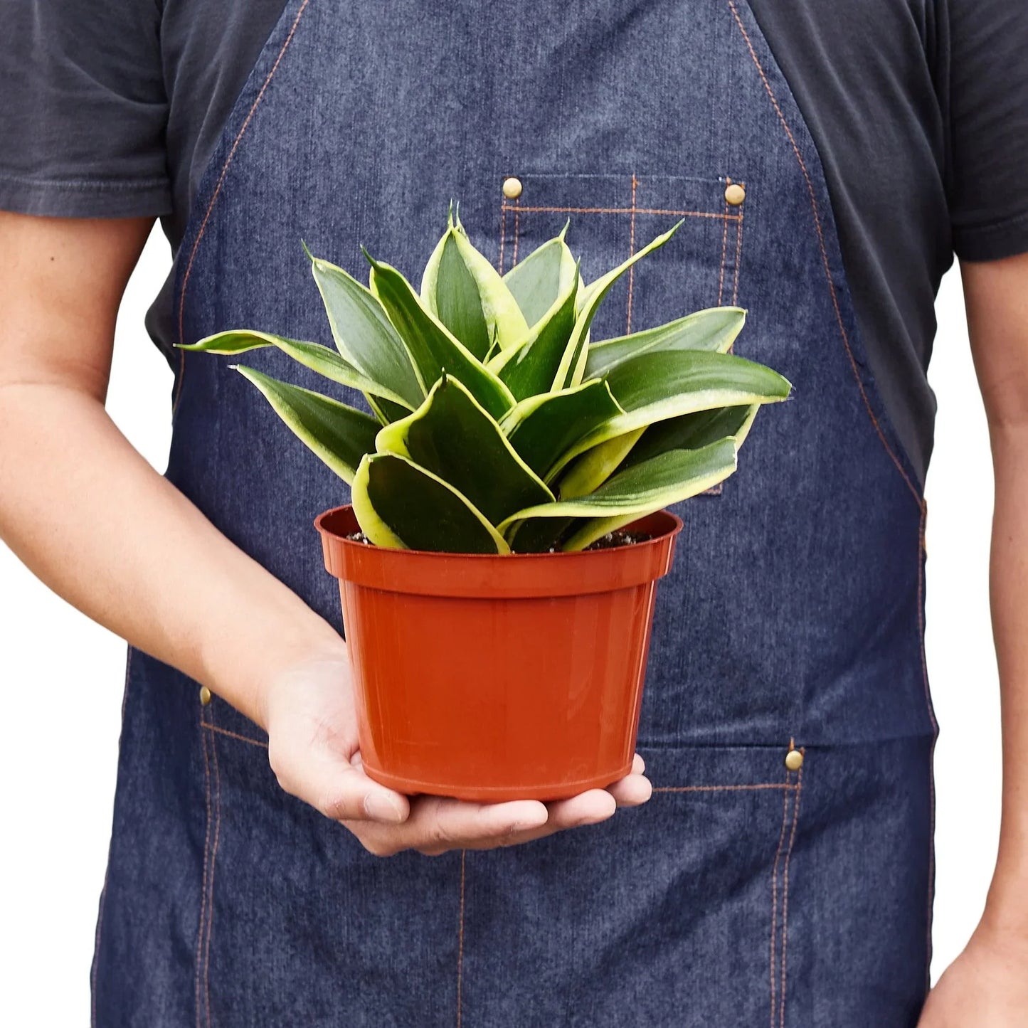 Snake Plant Black Gold - Golden Serpent: Air-Purifying, Drought-Tolerant Houseplant