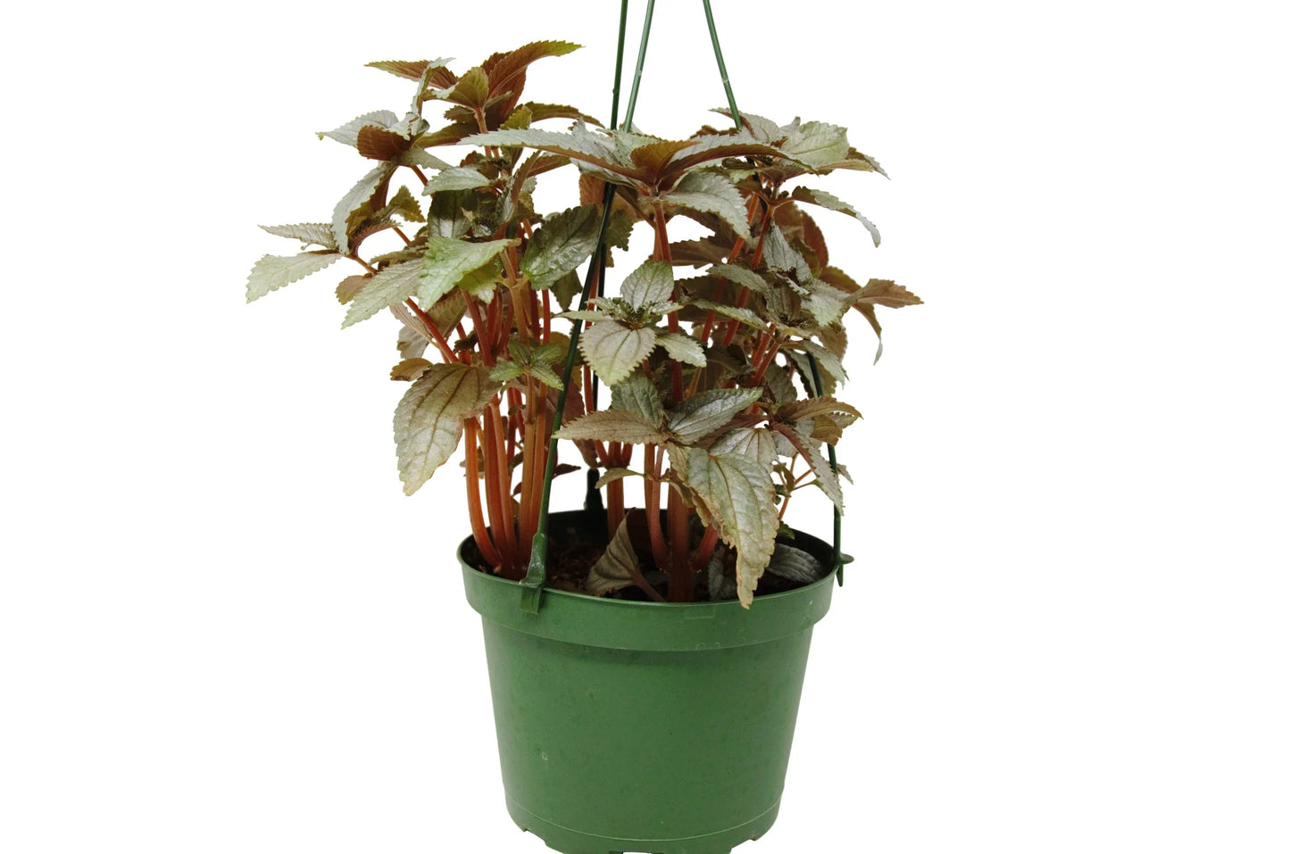 Pilea Ellen - Silver Queen: Compact Houseplant with Dark Green and Silver Foliage in 6" Pot