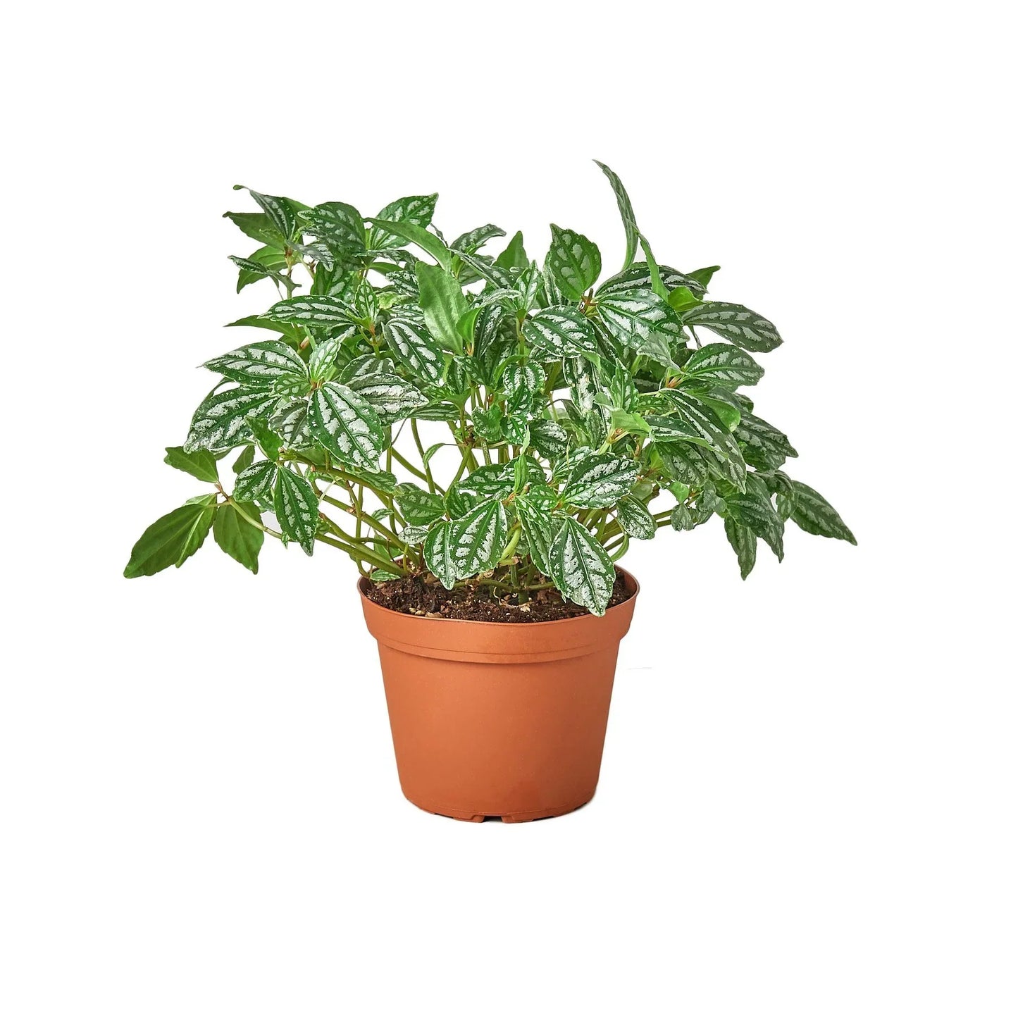 Pilea 'Aluminum' - Silver Streak: Decorative Herbaceous Perennial Houseplant