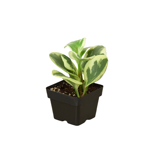 Peperomia 'Marble' - Marble Marvel: Easy-Care Perennial Radiator Plant