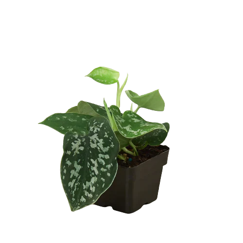 Pothos 'Satin' - Shimmering Elegance: Scindapsus Pictus 'Argyraeus' with Silvery, Satin-like Leaves