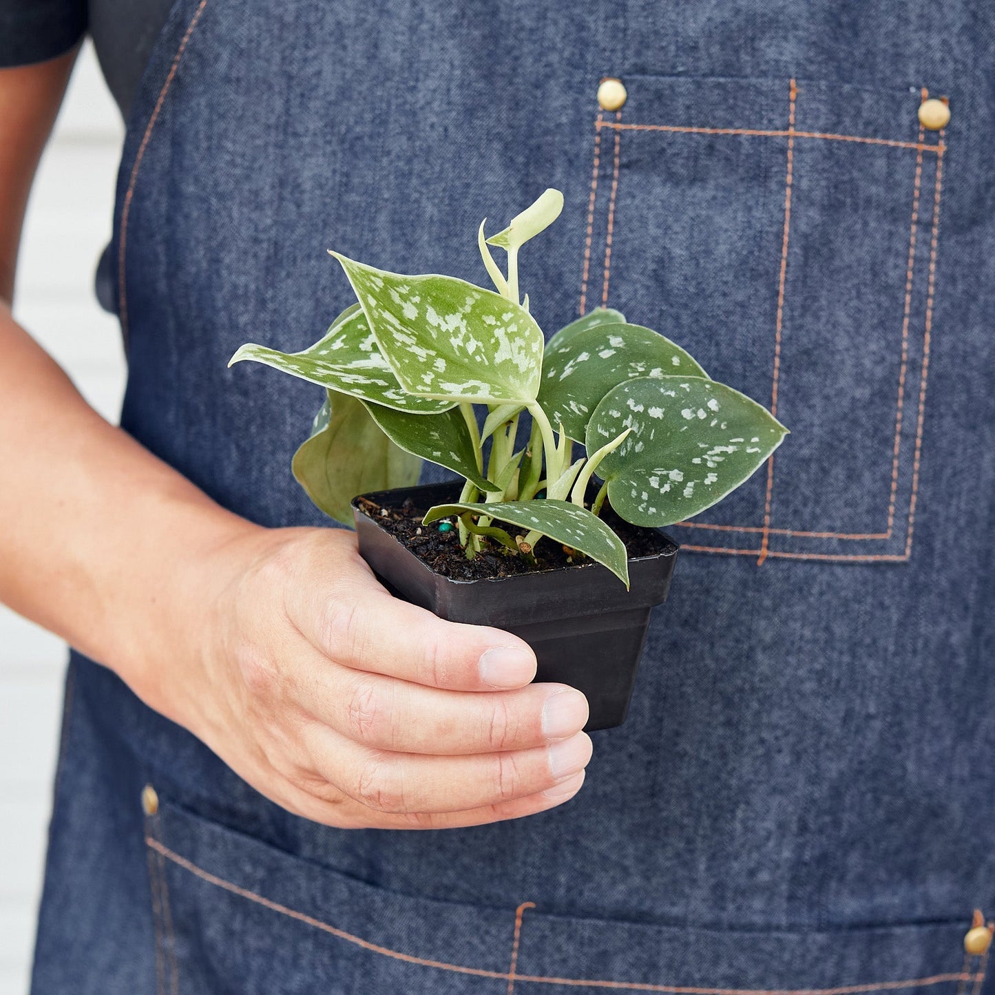 Pothos 'Satin' - Shimmering Elegance: Scindapsus Pictus 'Argyraeus' with Silvery, Satin-like Leaves