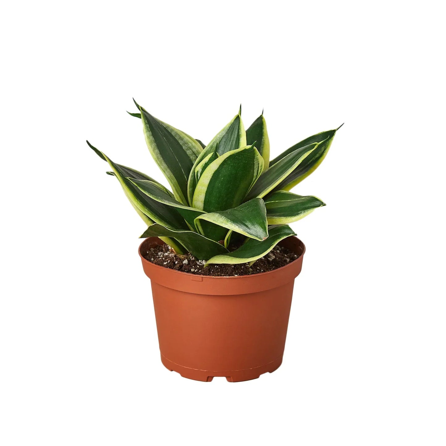 Snake Plant Black Gold - Golden Serpent: Air-Purifying, Drought-Tolerant Houseplant