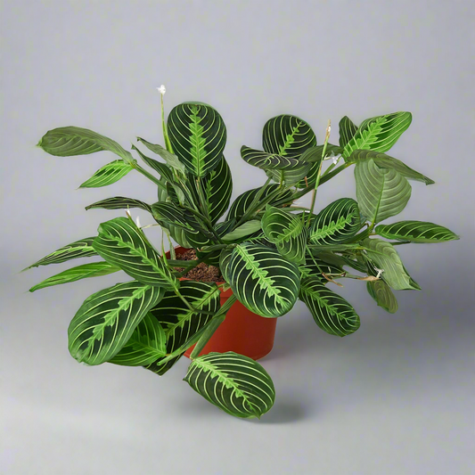 Lemon Lime Delight Maranta 'Lemon Lime' - Lime Time Charm: Vibrant Prayer Plant for Indoor Greenery, Easy Care with Striking Patterns