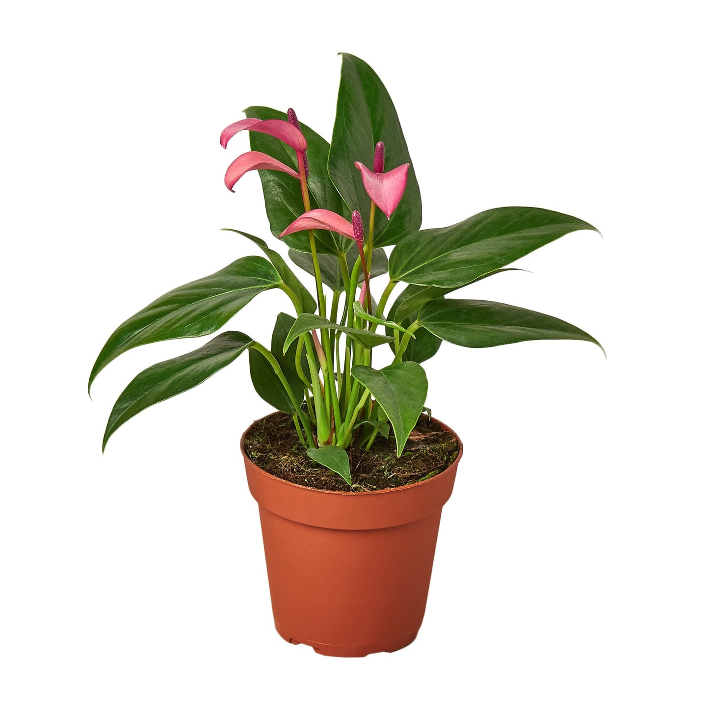 Anthurium 'Purple' - Purple Majesty: Exotic Heart-Shaped Houseplant