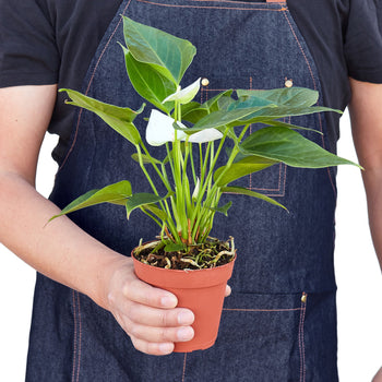 Anthurium 'White' - Pure White Delight: Year-Round Bloom Exotic Houseplant