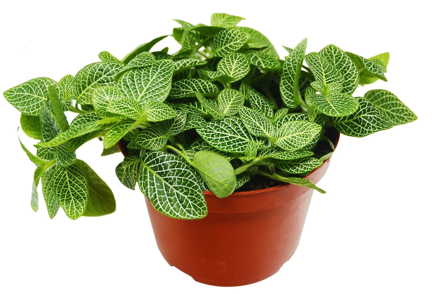 Fittonia 'White Nerve Plant' - A Splash of Nerve-tastic Color: Evergreen Perennial with Silvery-White Veins