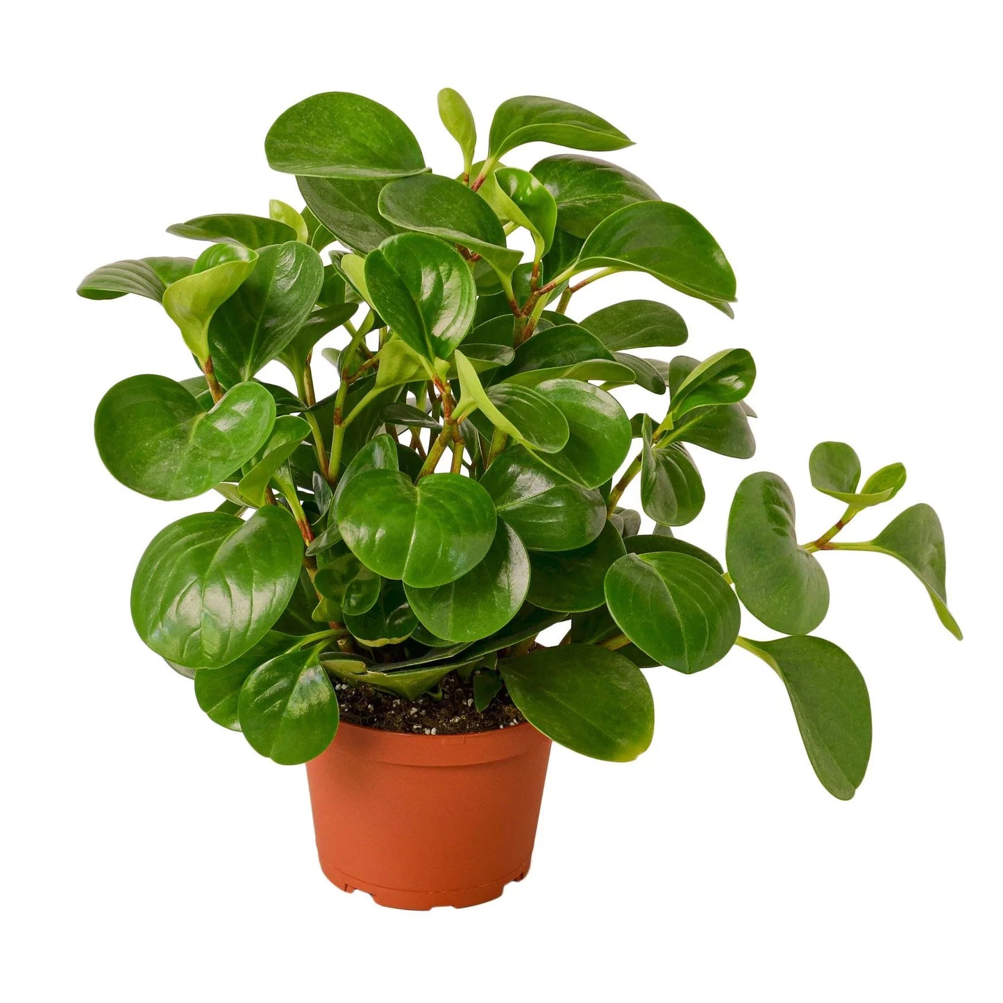 Peperomia Thailand - Leafy Little Buddy: Low Maintenance Radiator Plant