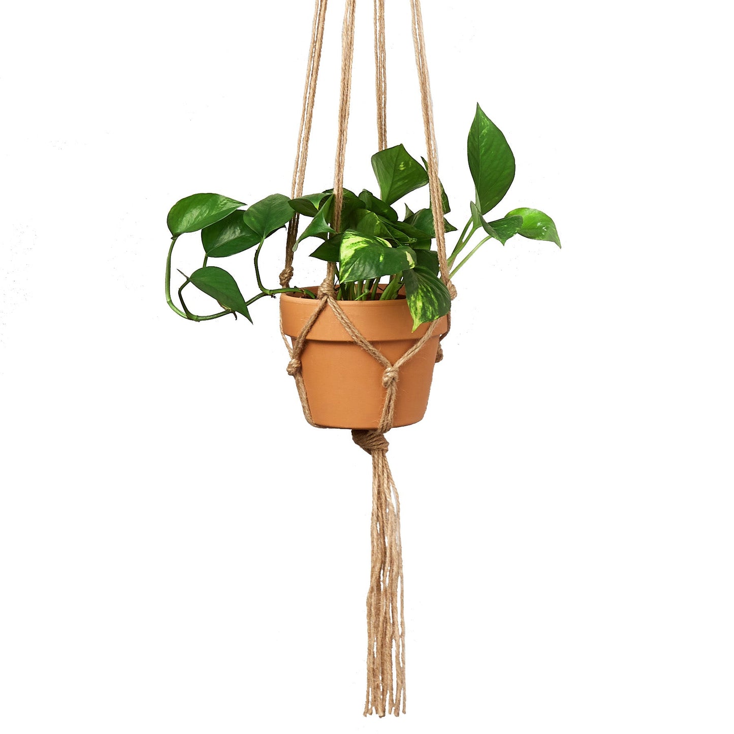 Macrame Hanger - Hanger Fun-Galore for 5-7 Inch Planters: Simple & Elegant Plant Display