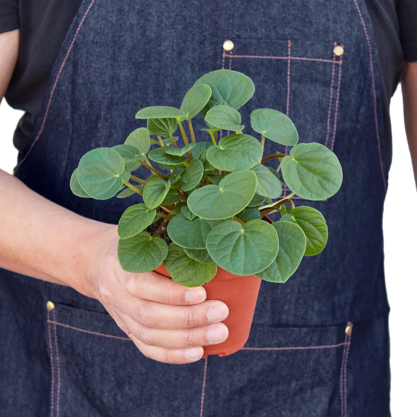 Peperomia 'Rana Verde' - Froggy Charm: Easy-Care Radiator Plant with Jade Leaves