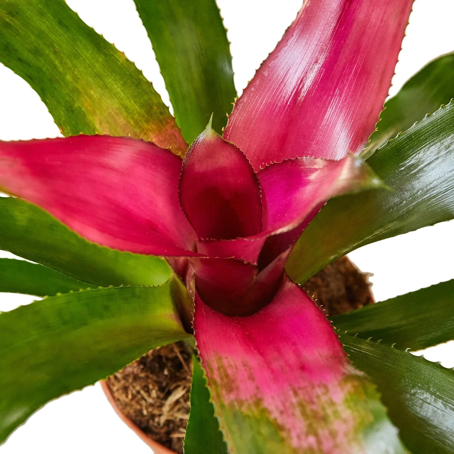 Bromeliad 'Donna' - Drama Queen: Lush Blooming Tropical Houseplant