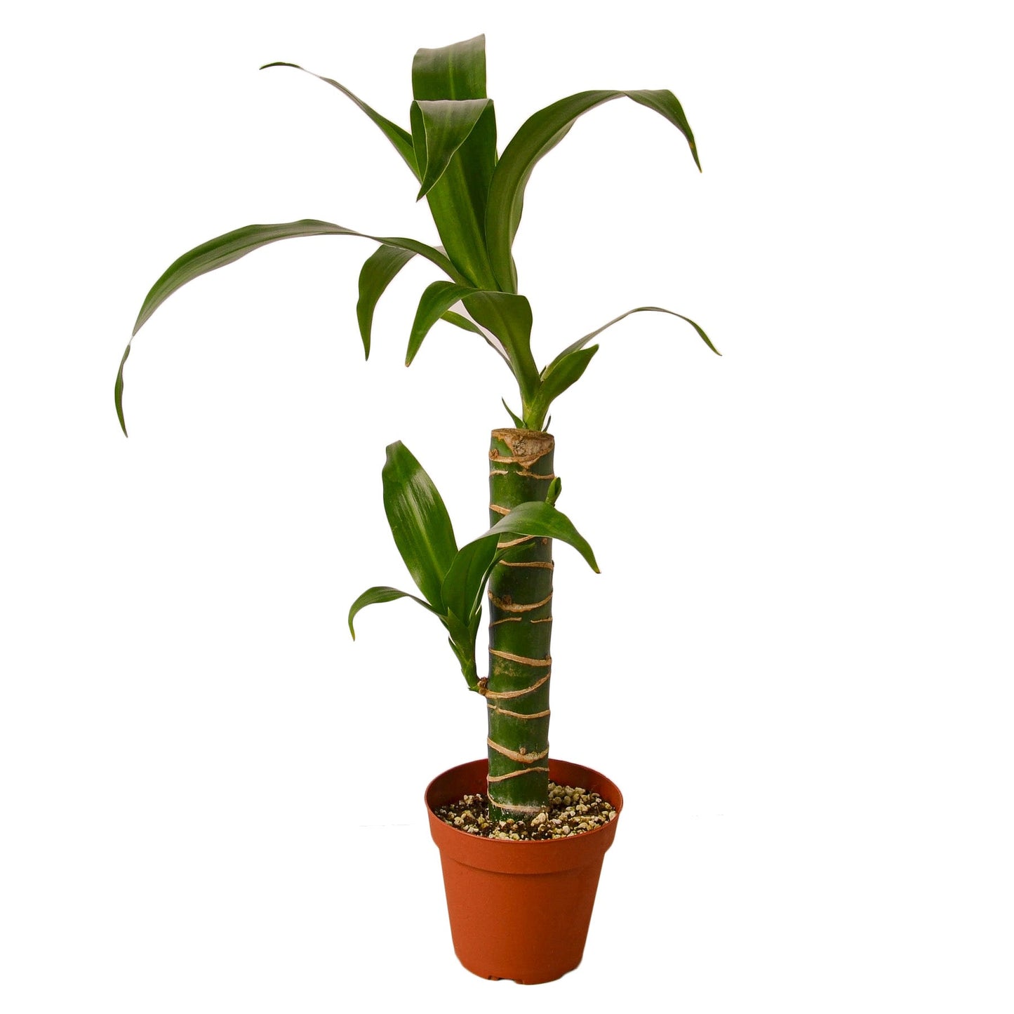 Dracaena Elegance - The Dragon's Chic Lounge: Versatile, Low-Maintenance Indoor Plant