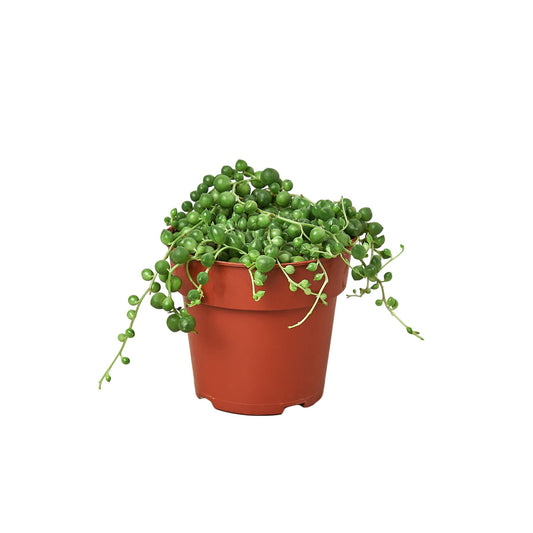 Succulent 'String of Pearls' - Pearlfection in a Pot: Drought-Tolerant, Trailing Houseplant