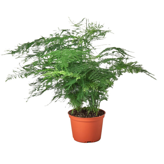 Fern ‘Asparagus’ - The Fuzzy Fern That Isn't: Elegant Indoor Plant with Lush, Frilly Foliage