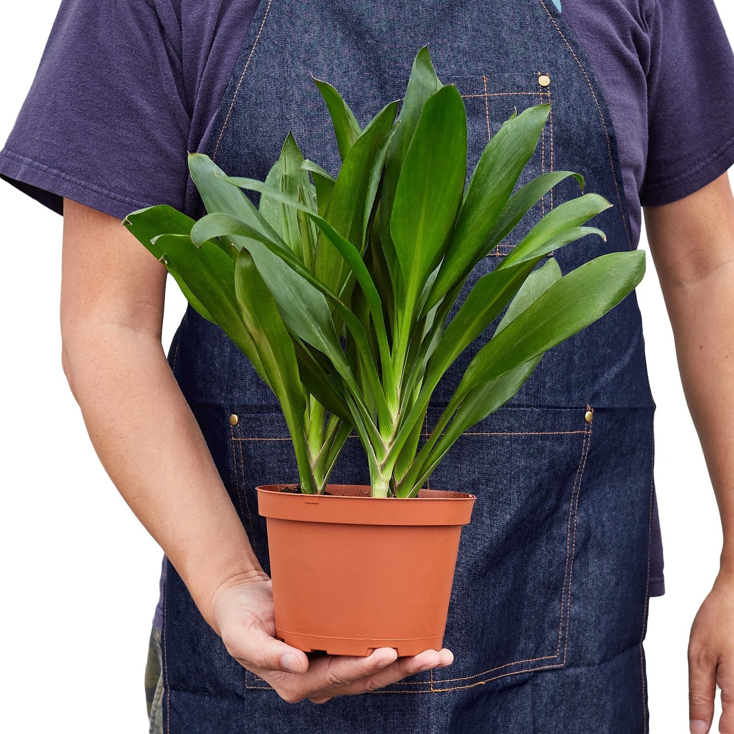 Cordyline Glauca - Green Majesty: Lush, Vibrant Foliage