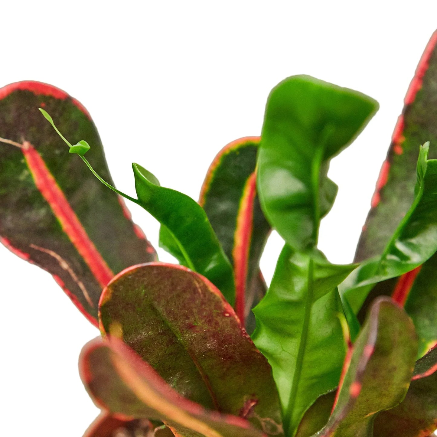 Croton 'Mammy' - Madame Mammy: Vibrant and Robust Indoor House Plant