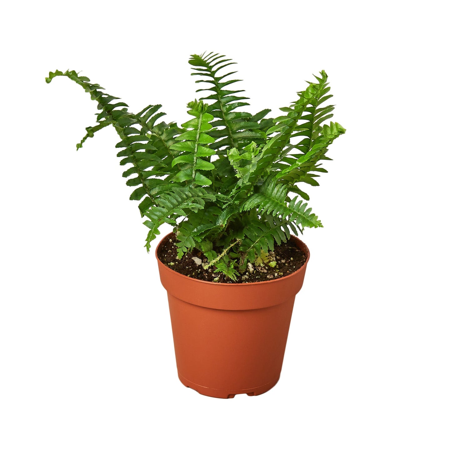 Jester's Crown Fern - The Crown of Chuckles: Lush and Playful Indoor Plant