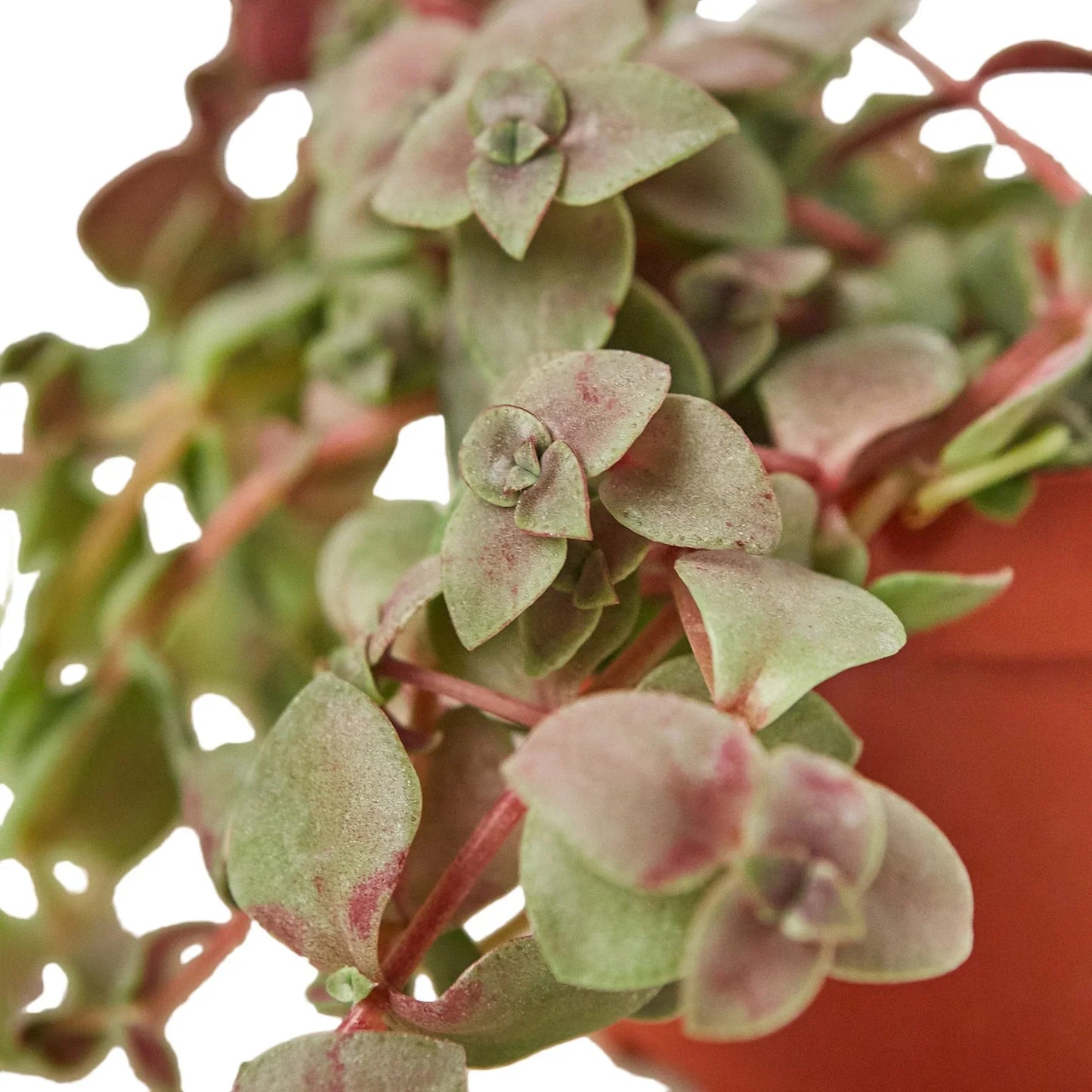 Bolivian Wandering Dude - The Purple Nomad: Fast-Growing, Ornamental Ground Cover & Hanging Basket Plant