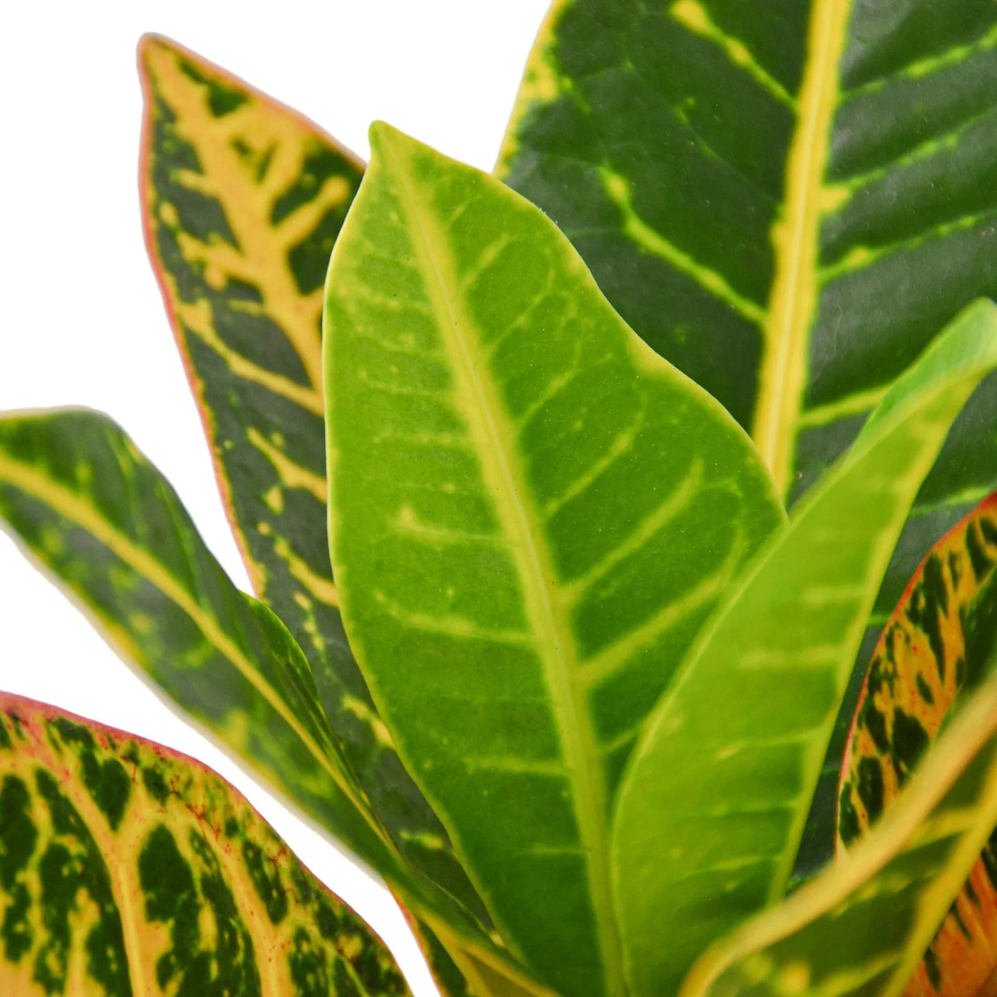 Croton Petra 'Joseph's Coat' - Painter's Palette: Vibrant Indoor/Outdoor Leafy Marvel