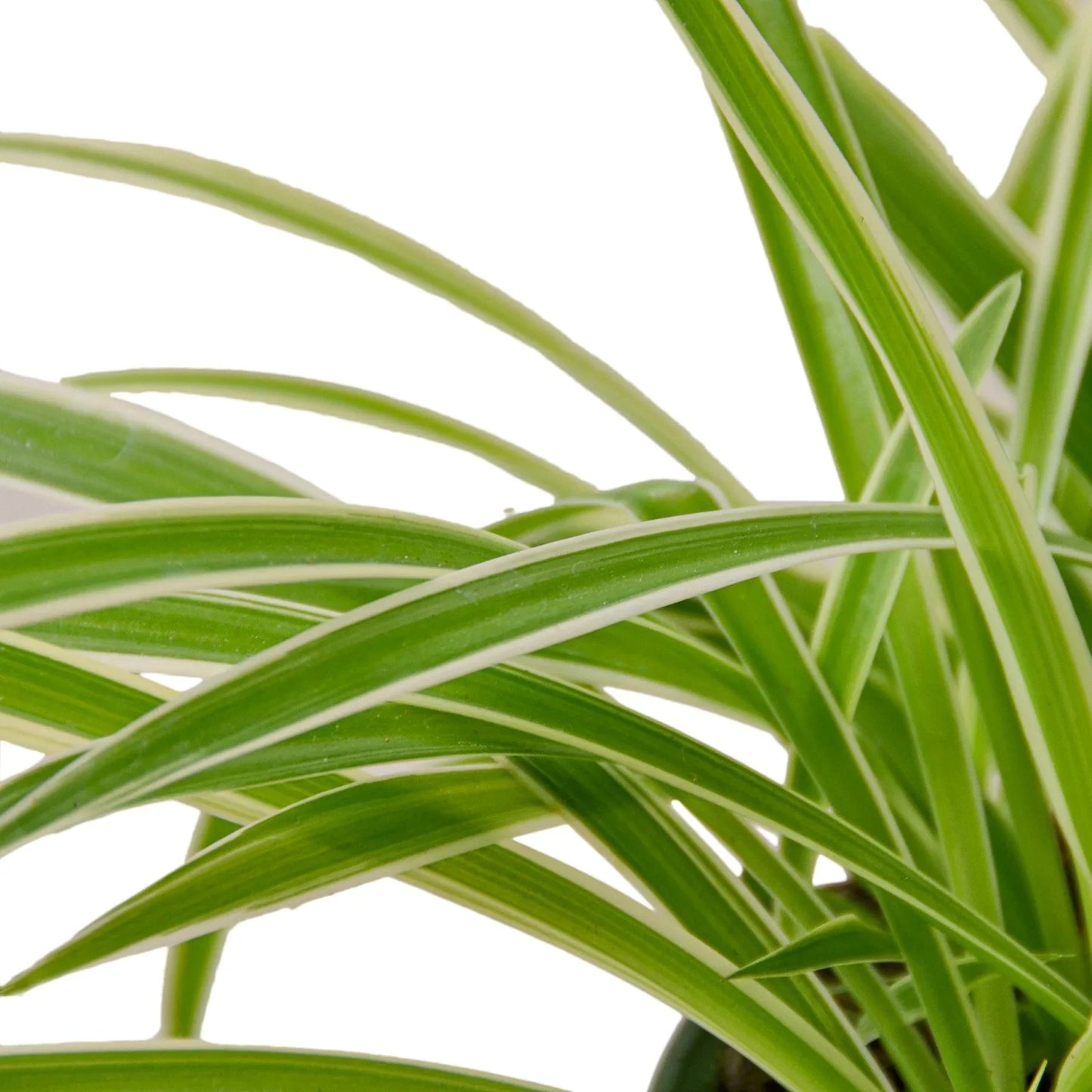 Spider Plant Reverse - Creepy Crawly Chic: Air-Purifying, Easy-Care Houseplant