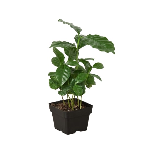 Arabica Coffee Plant - Java Jungle Joy: Easy-to-Care-For Indoor Coffee Plant with Potential for White Flowers and Cherries, Perfect Houseplant