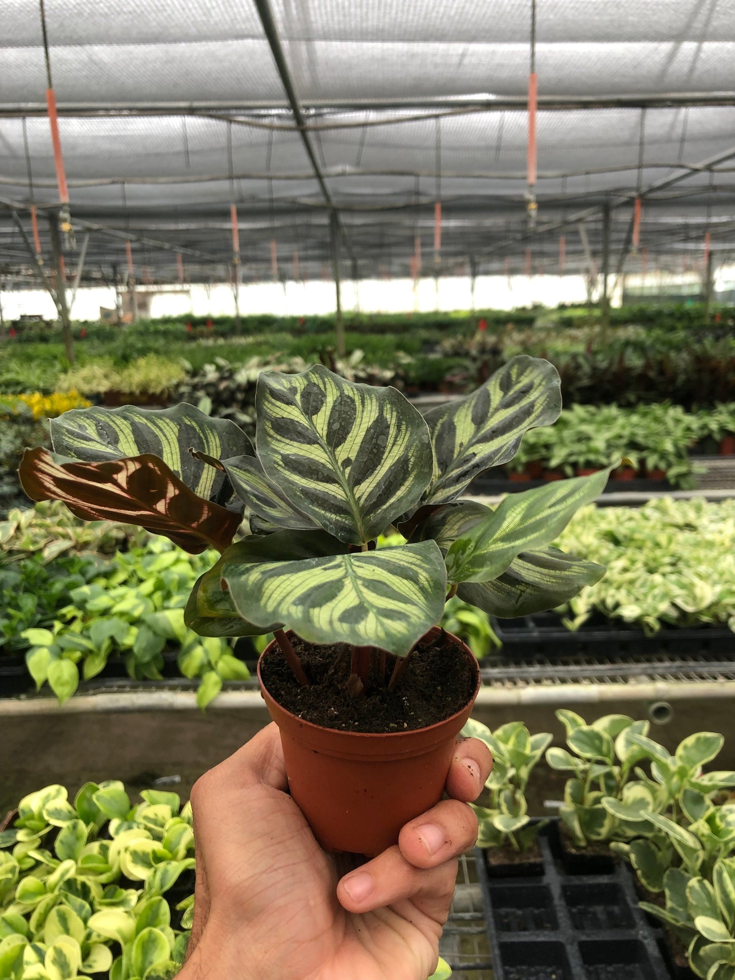 Calathea 'Makoyana' - Peacock Poser: Exotic Indoor Plant with Unique Patterned Leaves