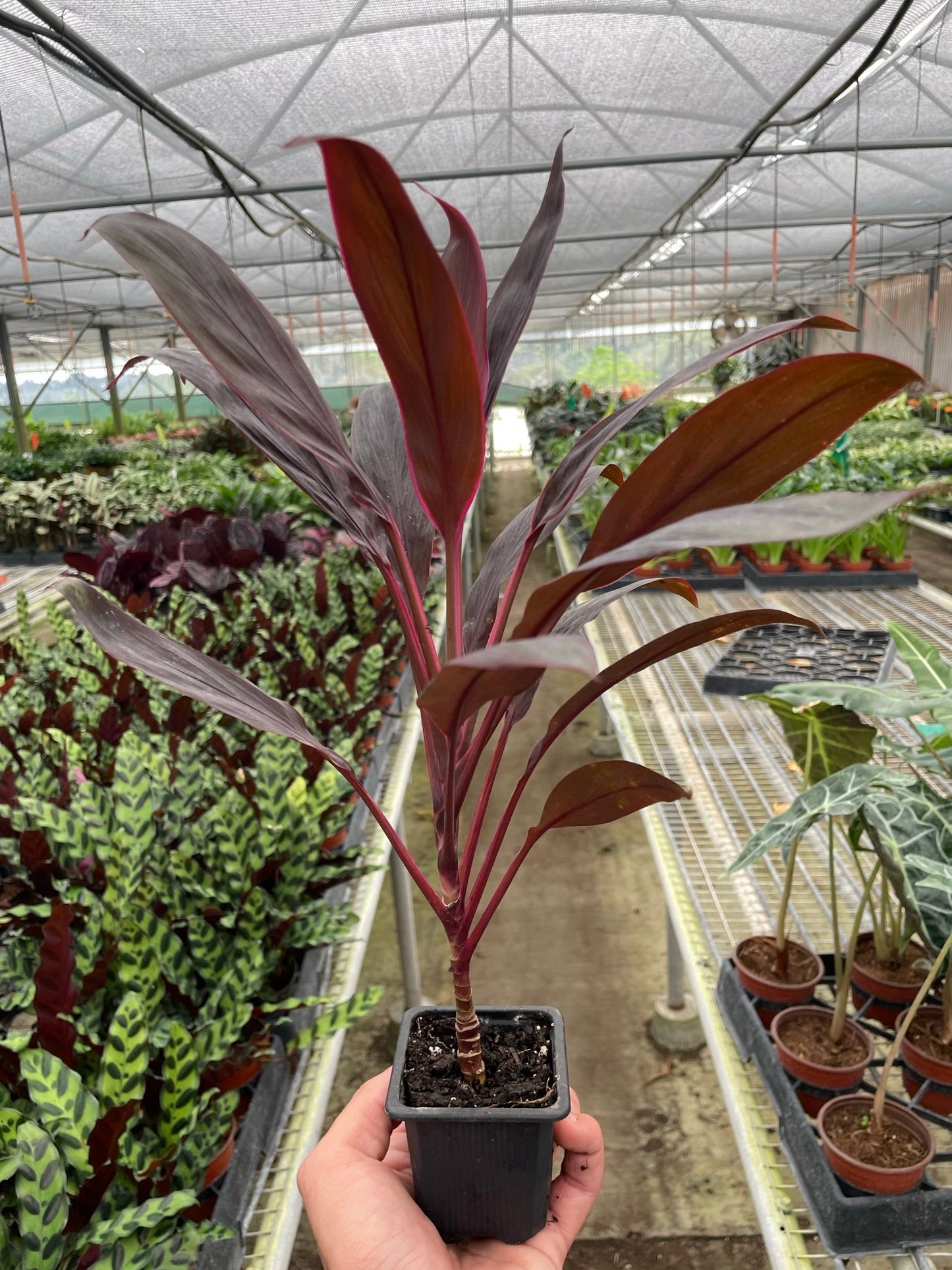 Cordyline 'Calypso Queen' - Calypso Queen of Color: Striking Purple & Pink Foliage Houseplant