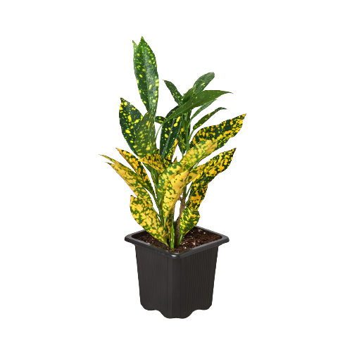 Croton 'Gold Dust' - Golden Confetti Party: Vibrant & Robust Houseplant with Speckled Leaves