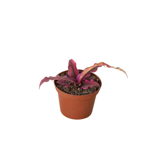 Cryptanthus 'Pink Star' - Star Burst Delight: Easy-Care Vibrant Earth Star Houseplant in 3" Pot