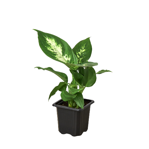 Dieffenbachia Camille - Eternal Sunshine: Vibrant, Low-Maintenance Houseplant with Striking Green and Yellow Leaves