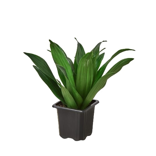 Dracaena 'Janet Craig' - Dragon’s Delight: Low Maintenance, Air-Purifying Houseplant