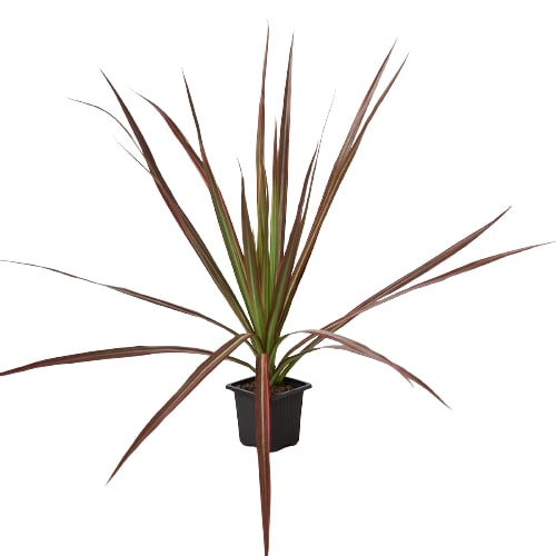 Dracaena 'Colorama' - Rainbow Warrior: Vibrant Indoor Dragon Tree