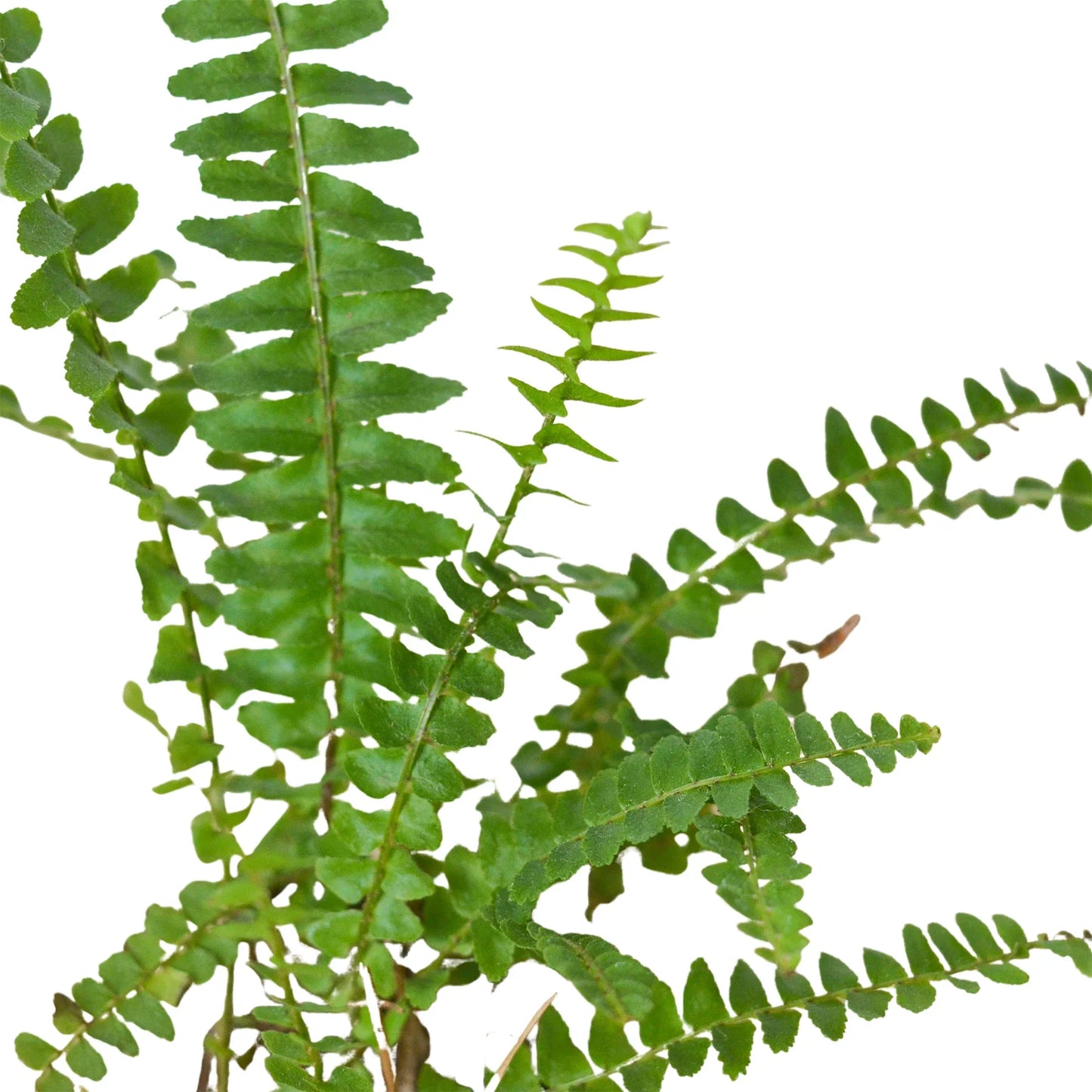 Jester's Crown Fern - The Crown of Chuckles: Lush and Playful Indoor Plant